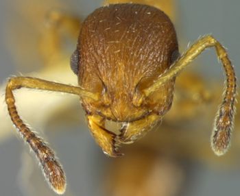 Media type: image; Entomology 22416   Aspect: head frontal view